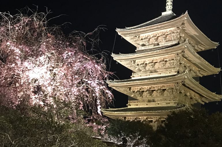 東寺さんのライトアップ中止になりました 泣 京都市で評判の高い居酒屋はブログで日々の様子を楽しく綴っています